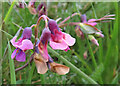 NJ5749 : Bitter Vetchling (Lathyrus linifolius) by Anne Burgess