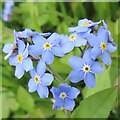 NJ5849 : Wood Forget-me-not (Myosotis sylvatica) by Anne Burgess