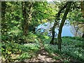 SK2860 : Wild garlic blooming by the River Derwent by Ian Calderwood