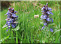 NJ2642 : Bugle (Ajuga reptans) by Anne Burgess