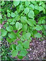 SP3876 : Small leaved lime leaves, Piles Coppice by A J Paxton