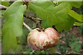 TQ8934 : Oak Apple Gall by Phil Brandon Hunter