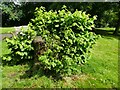 SJ7661 : Epicormic growth on a lime tree stump by Stephen Craven