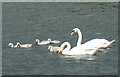 SW9741 : Caerhays Castle - Swans with cygnets by Rob Farrow