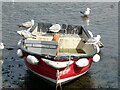 SX0144 : Mevagissey - Gulls on a boat by Rob Farrow