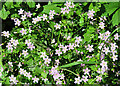 NJ9354 : Pink Purslane (Claytonia sibirica) by Anne Burgess