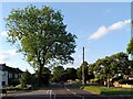 SP3267 : Ash tree, Lillington Road by A J Paxton