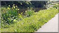 SE1638 : Iris on NW bank of Leeds & Liverpool Canal by Luke Shaw