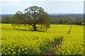 SO7740 : Oil seed rape field by Philip Halling