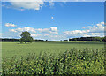 TL6155 : A Cambridgeshire  wheatfield in June by John Sutton