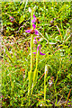 TQ2452 : Bee Orchids  (Ophrys apifera) by Ian Capper