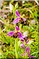 TQ2452 : Bee Orchids (Ophrys apifera) by Ian Capper