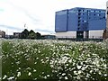 SE3032 : Wildflower meadow as part of Aire Park by Stephen Craven