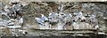 NZ7818 : Gulls nesting at Staithes by Dave Pickersgill