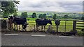 SE0389 : Cows in field on south side of A684 west of Swinithwaite by Luke Shaw