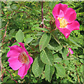 NJ2542 : Wild Rose by Anne Burgess