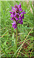 NJ2542 : Northern Marsh Orchid (Dactylorhiza purpurella) by Anne Burgess