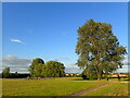 TQ4676 : Golden evening light on East Wickham Open Space by Marathon