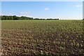 TL3464 : Maize field near Boxworth by Hugh Venables