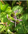 SX9066 : Bee Orchid, Nightingale Park by Derek Harper