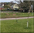 SO0933 : Sapling in bloom, Felinfach, Powys by Jaggery