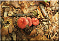 SX7877 : Fungi, Kiln Brake by Derek Harper