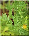 NS5867 : Cinnabar moth caterpillars by Richard Sutcliffe