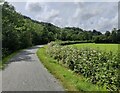 SH7117 : The Mawddach Trail along the Afon Wnion by Mat Fascione