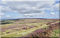 NY9250 : Heather and grass moorland below the Carriers' Way by Trevor Littlewood