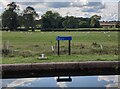 SP6694 : Sheep next to Pywell's Lock No 21 by Mat Fascione