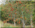 NT2641 : Rowan berries, Soonhope by Jim Barton