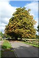 SO7743 : Horse chestnut trees by Philip Halling