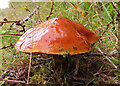 NJ4258 : Fungus by Anne Burgess