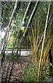 TQ3780 : Bamboo plants in the Crossrail Place Roof Garden by Rod Grealish