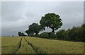 TG4205 : Tractor tracks in a Norfolk field by Bill Harrison