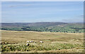 NY9024 : Sheep on moorland beyond stream groove by Trevor Littlewood