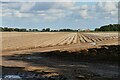 TF5622 : Terrington St. Clement, Marshland Farm: Potatoes awaiting harvesting by Michael Garlick