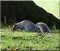 NZ1051 : Grey Squirrel in the park by Robert Graham