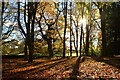 NN8318 : Autumn Trees near Balloch, Crieff, Perthshire by Andrew Tryon