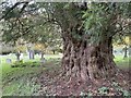 SU7592 : Ancient yew tree in the churchyard of St. Nicholas's church, Ibstone by Simon Mortimer