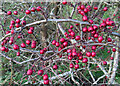 NT2660 : Hawthorn (Crataegus monogyna) by Anne Burgess