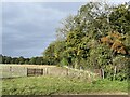 SU6575 : Woodland planting on the edge of Harry Jaw's Wood by Simon Mortimer