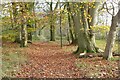 SO9439 : Beech trees on a bridleway  by Philip Halling