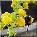 SO7119 : Bumblebee Mahonia by Jonathan Billinger