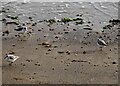 NZ4061 : Flock of Sanderlings at Whitburn by Robert Graham