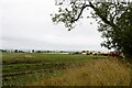 NO7054 : Peas as part of a crop rotation at Dunninald, Angus by Adrian Diack