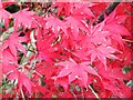 TQ0658 : RHS Wisley - Maple Leaves by Colin Smith