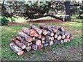 TQ0657 : RHS Wisley - Log pile by Colin Smith