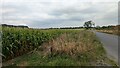 SE3761 : Maize crop beside the Arkendale Road by Sandy Gerrard