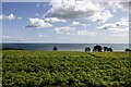 NO6952 : Agricultural field at Braehead of Lunan, Angus by Adrian Diack